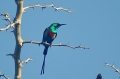 Beautiful Sunbird (m)